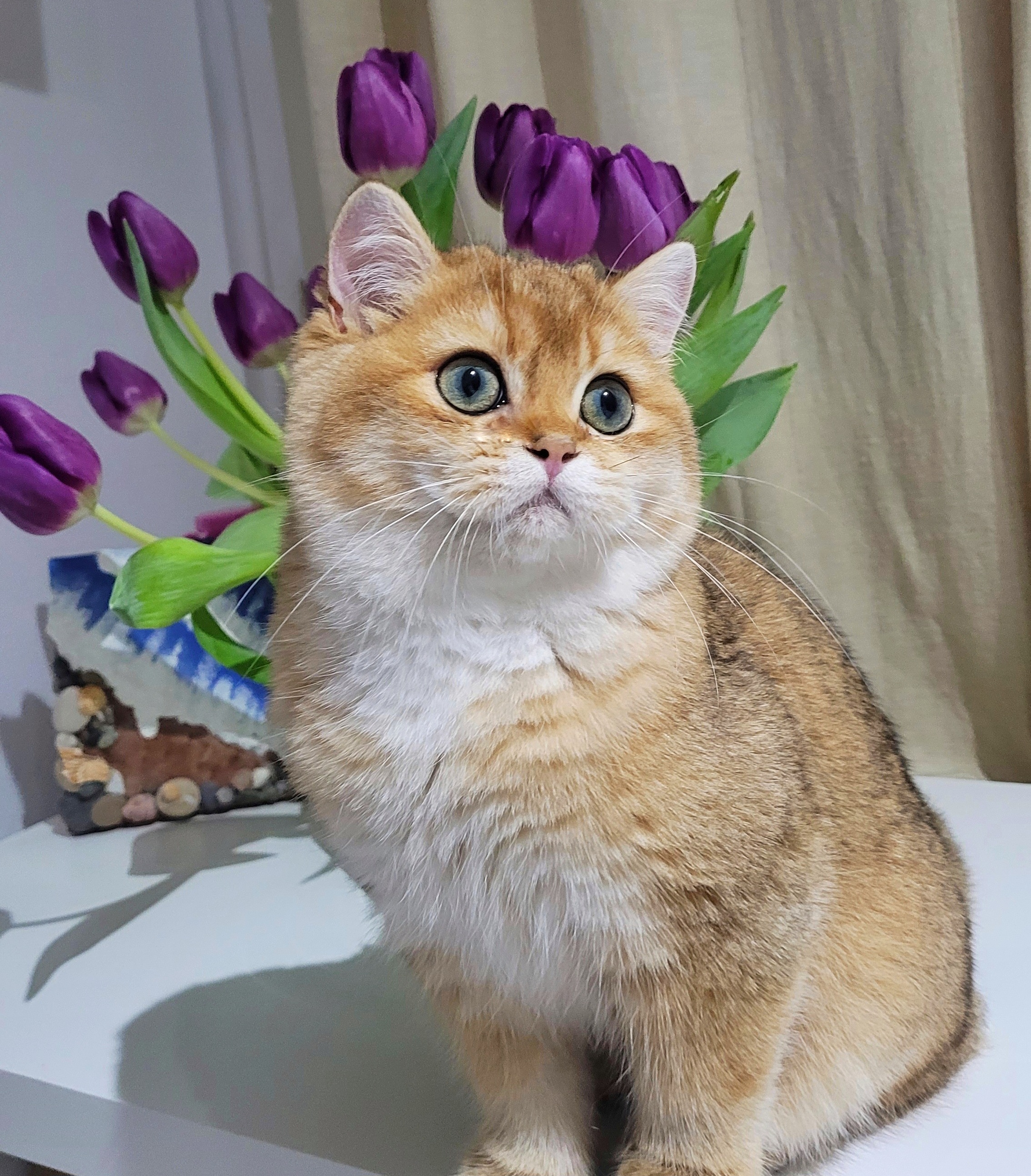 ZIP TEDDY GENTLE RAY